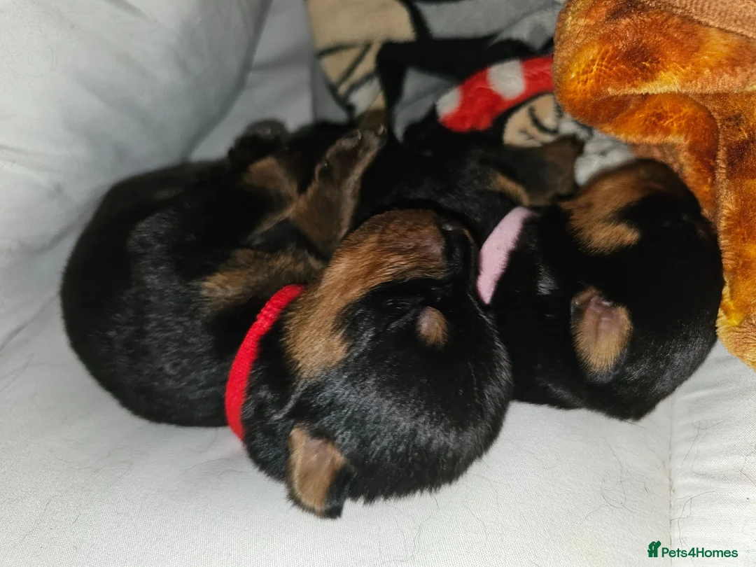 Rottweiler dogs for sale: Strong working line Rottweiler pups for sale in Dartford - Advert 2