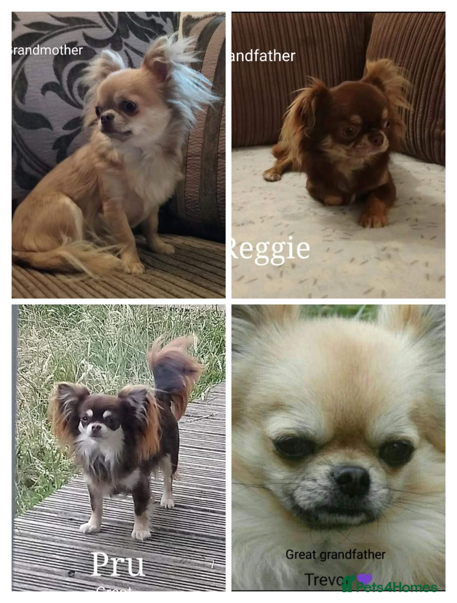 Chihuahua dogs Two stunning litters of long coat chihuahua pups - Advert 2
