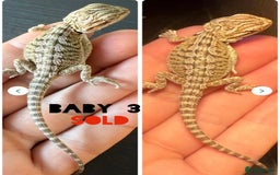 Bearded Dragon reptiles for sale: Bearded dragon babies - Image 5