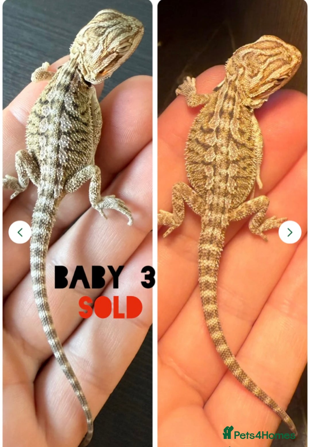 Bearded Dragon reptiles for sale: Bearded dragon babies - Image 5