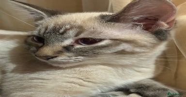 Mixed Breed cats - Advert 7