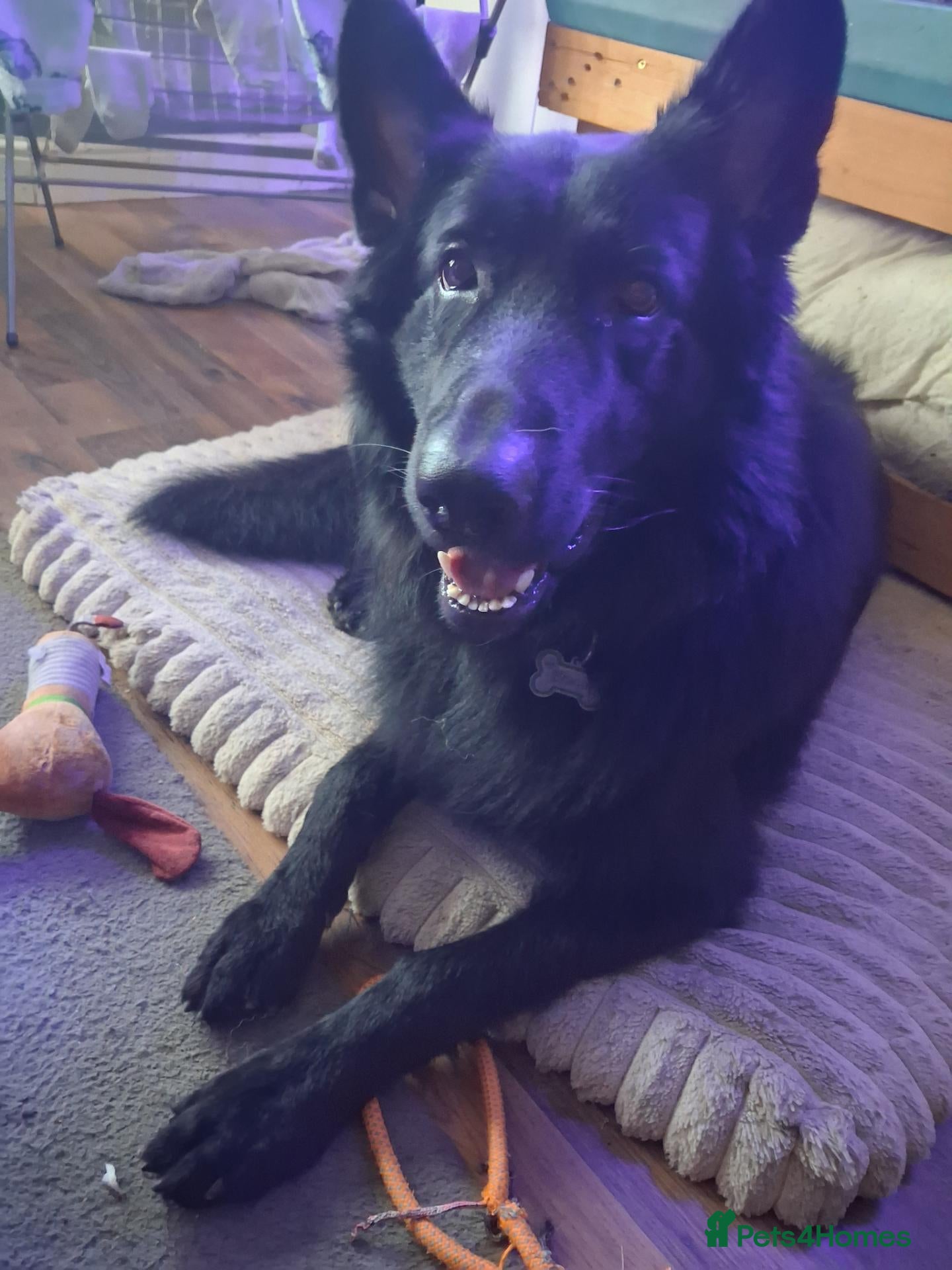 German Shepherd dogs Black Kc Registered German Shepherd  - Advert 2