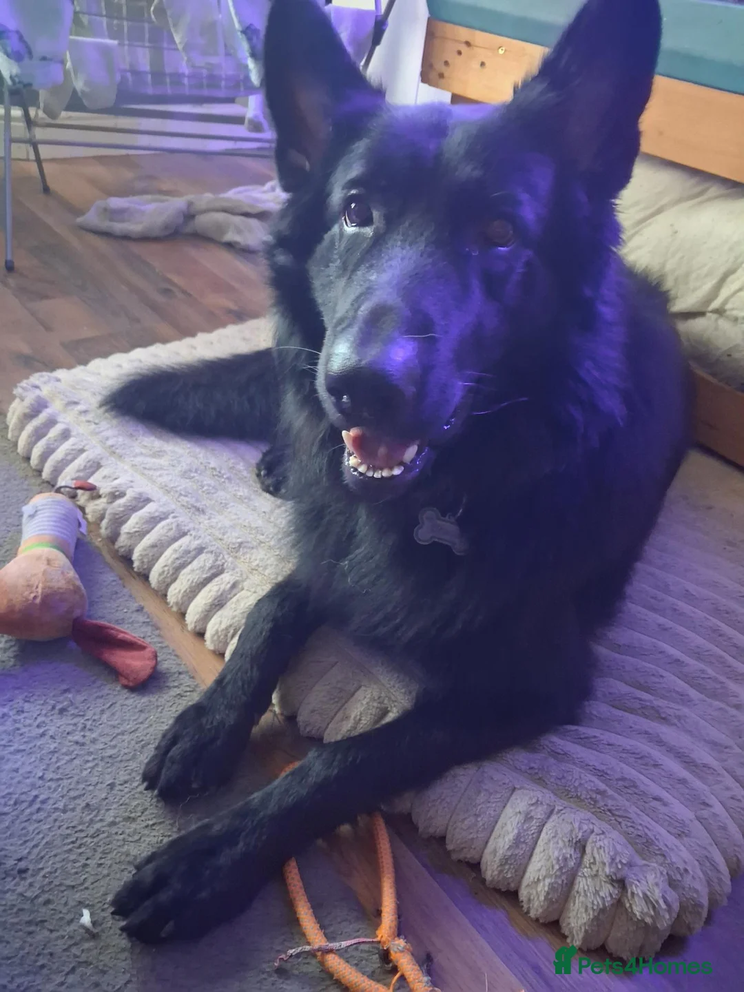 German Shepherd dogs for stud: Black Kc Registered German Shepherd  - Advert 1