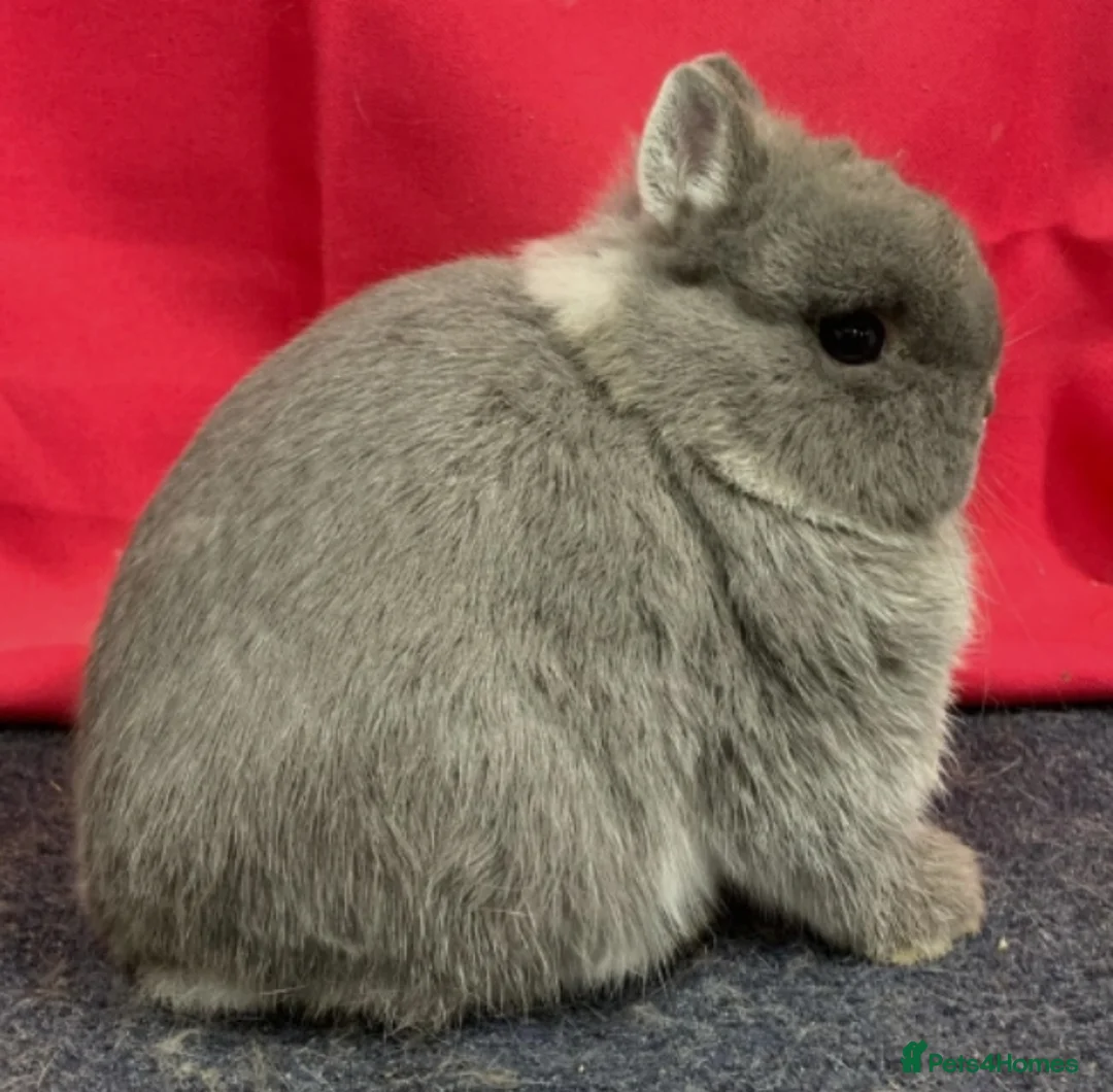 Netherland Dwarf rabbits for sale: SMALL/SHOW NETHERLAND DWARF RABBIT WANTED  - Advert 4