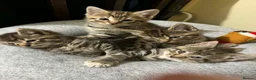 Mixed Breed cats for sale: Adorable Tabby Kittens Ready for New Homes - Advert 1