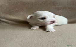 Coton De Tulear dogs for sale: Coton de Tulear puppies  - Image 14