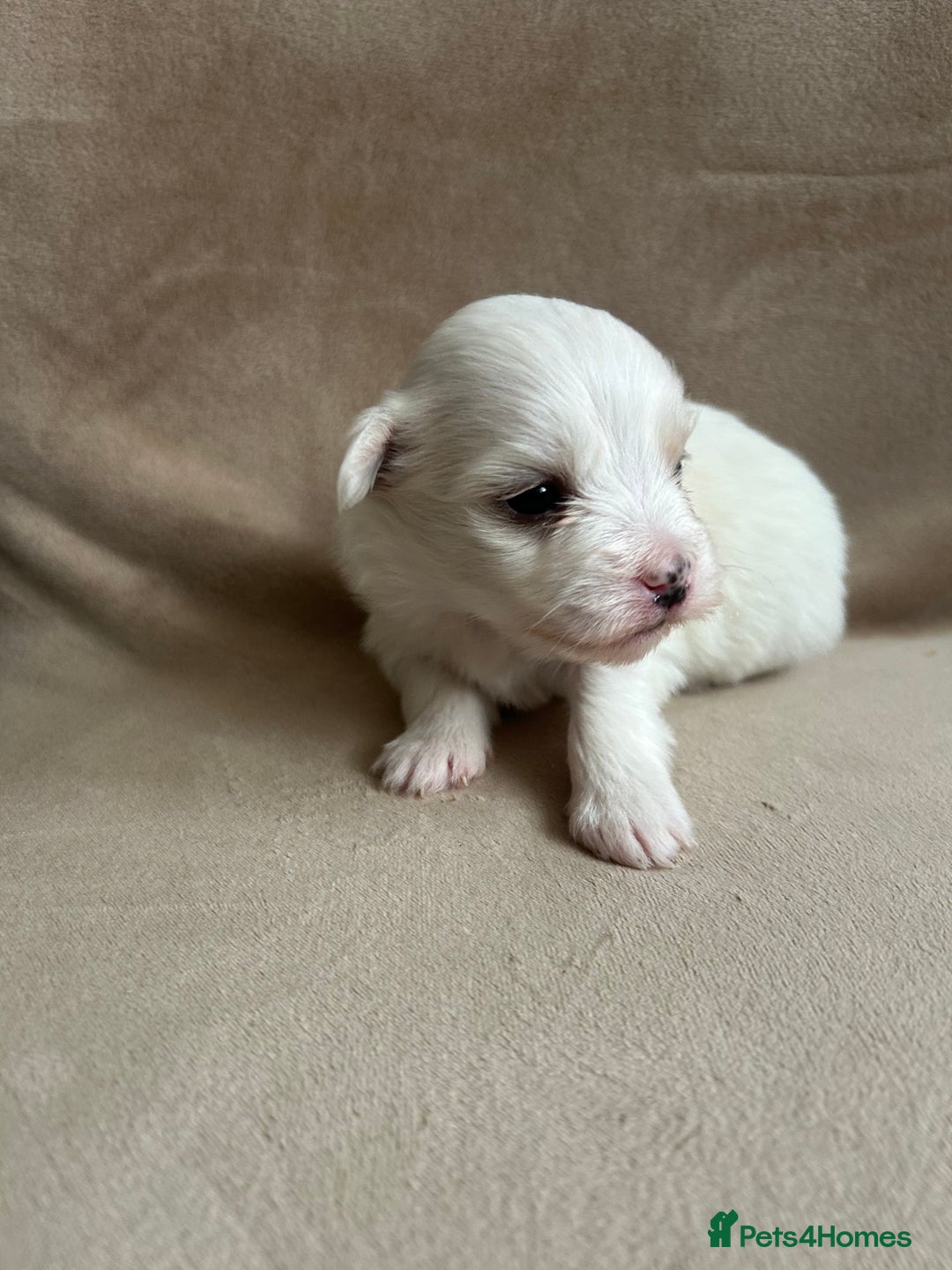 Coton De Tulear dogs for sale: Coton de Tulear puppies  - Image 14