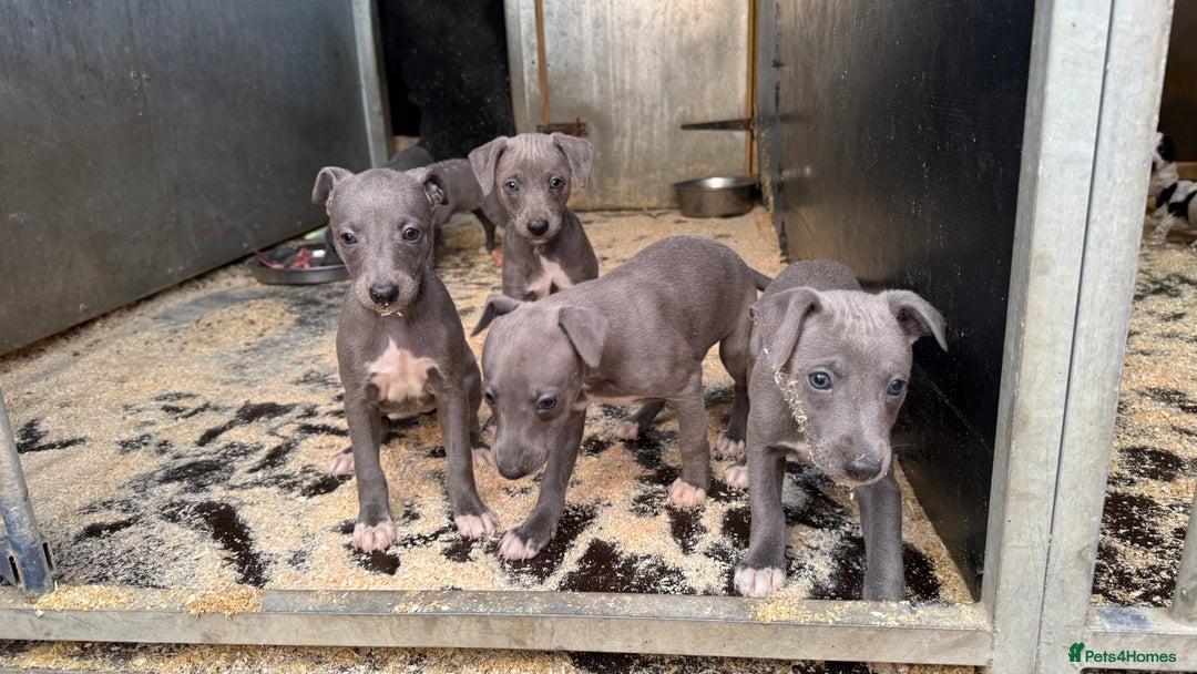 Whippet dogs for sale: Beautiful blue whippets  - Image 3