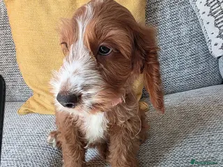 Cockapoo dogs Stunning cockapoo puppies - Advert 2