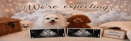 Maltipoo dogs for sale: Stunning Toy Asian & Korean F1 Maltipoo Apricot - Advert 35