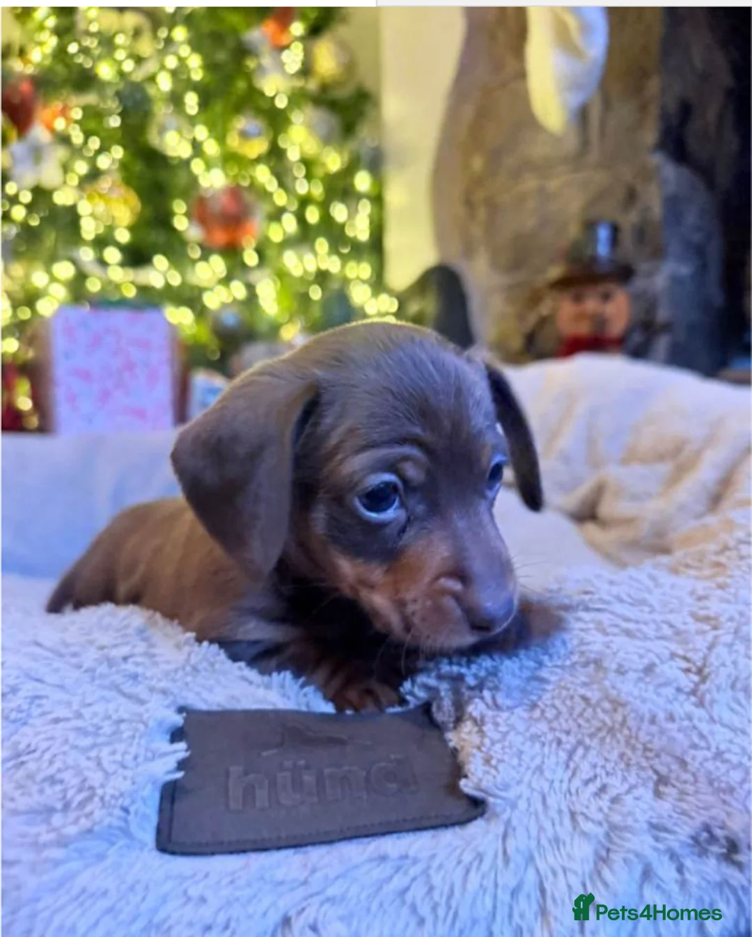 Miniature Dachshund dogs for sale: Beautiful Miniature Puppies - Advert 4