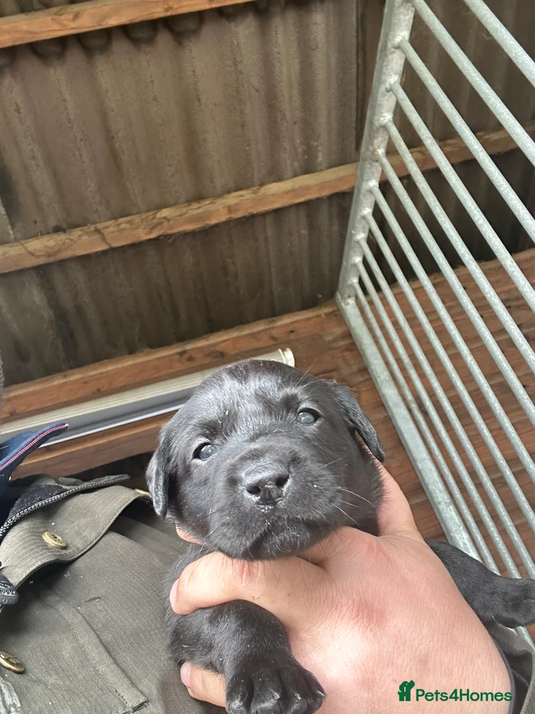 Labrador Retriever dogs for sale: 2024 igl championship winning sired Labradors  - Advert 9