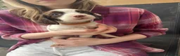 English Springer Spaniel dogs for sale: Springer spaniel pups - Advert 6