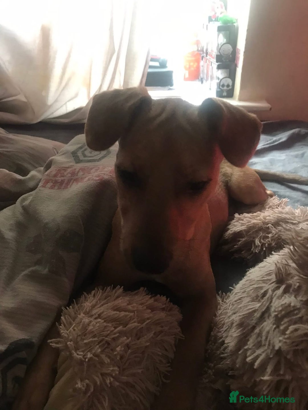 Mixed Breed dogs for sale: Alfie - Advert 21