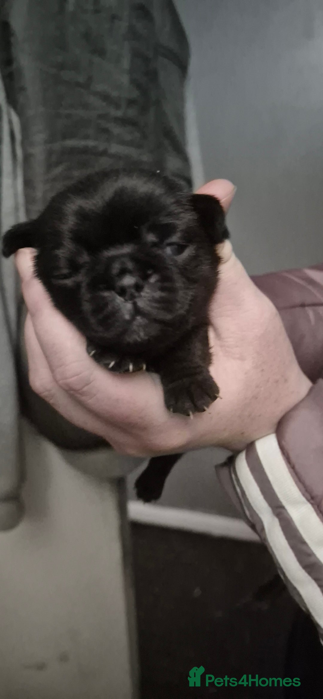 Pug dogs for sale: 4 beautiful pugs  - Image 11