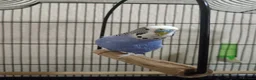 Budgerigars birds for sale: Beautiful Blue Budgie 🐦 - Advert 4