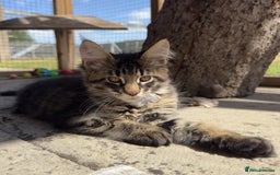 Maine Coon cats for sale: Purr Machines Ready Now - GCCF Reg Maine Coons - Image 10