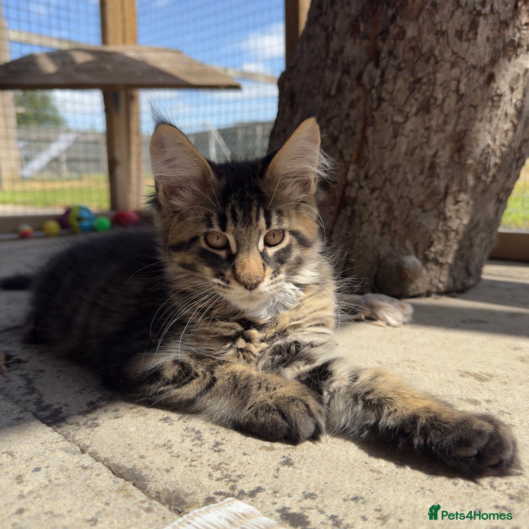 Maine Coon cats for sale: Purr Machines Ready Now - GCCF Reg Maine Coons - Image 10