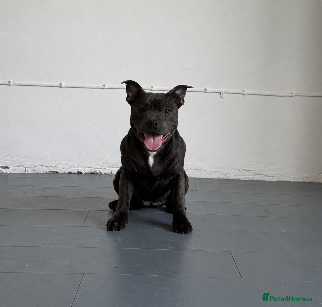 Staffordshire Bull Terrier dogs Lexi 11 month old female blue staff for sale  - Advert 5