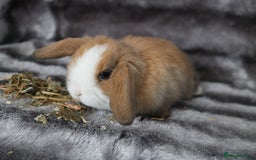 Mini Lop rabbits for sale: 3 Mini Plush x Mini Lop babies  - Image 9