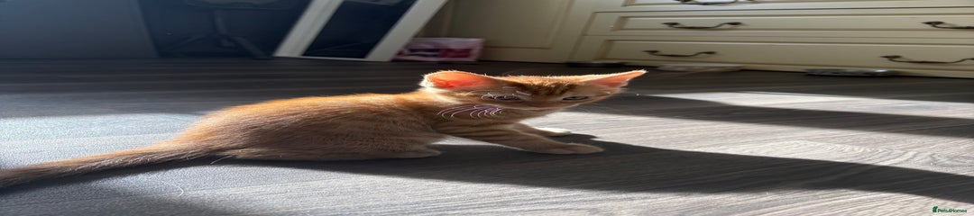 Mixed Breed Kitten 2