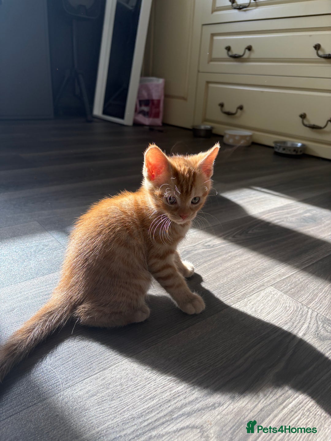 Mixed Breed cats for sale: Adorable kittens 🐈‍⬛ for sale. - Image 4