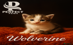 Norwegian Forest Cat cats for sale: 5 beautiful friendly boys - Image 5