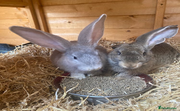 Continental Giant rabbits Continental Giants - Advert 8