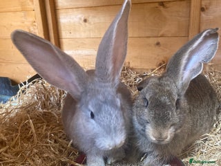 Continental Giant rabbits Continental Giants - Advert 8