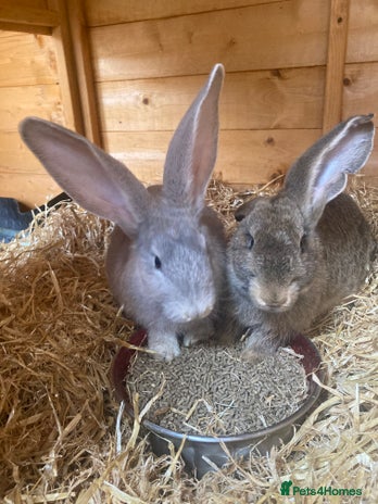 Continental Giant rabbits Continental Giants - Advert 8