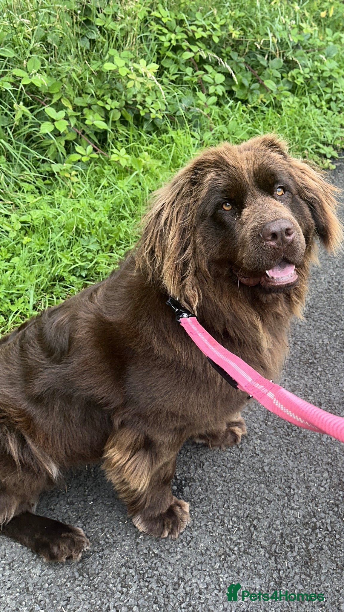 Newfoundland dogs for sale: Expected Newfoundland Pups Register Your Interest - Advert 7
