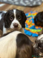 Cocker Spaniel dogs READY NOW!! working cocker spaniels - Advert 11