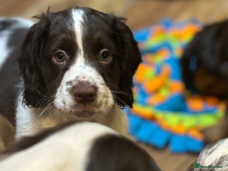 Cocker Spaniel dogs READY NOW!! working cocker spaniels - Advert 3