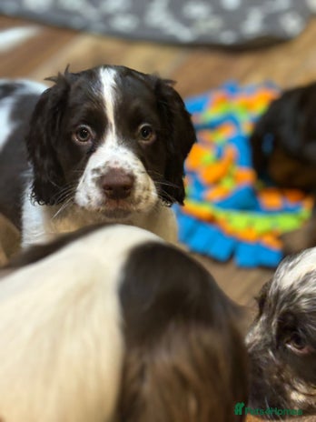 Cocker Spaniel dogs READY NOW!! working cocker spaniels - Advert 7
