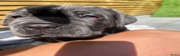 Neapolitan Mastiff dogs for sale: 1 girl puppy Neapolitan mastiff 8 week  - Advert 17