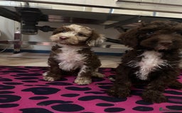 Cockapoo dogs for sale: Cockapoos ready now  - Image 20