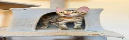 Mixed Breed cats for adoption: Saffy and Cassie: the cutest duo of troublemakers in Beauly - Advert 6