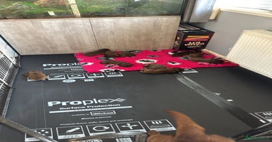Borador dogs - Advert 14