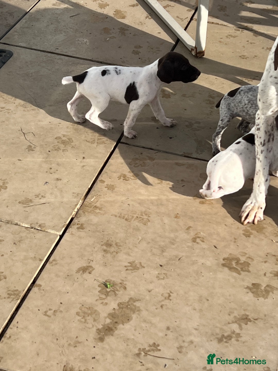 German Shorthaired Pointer dogs for sale: Gsp pups  - Image 6