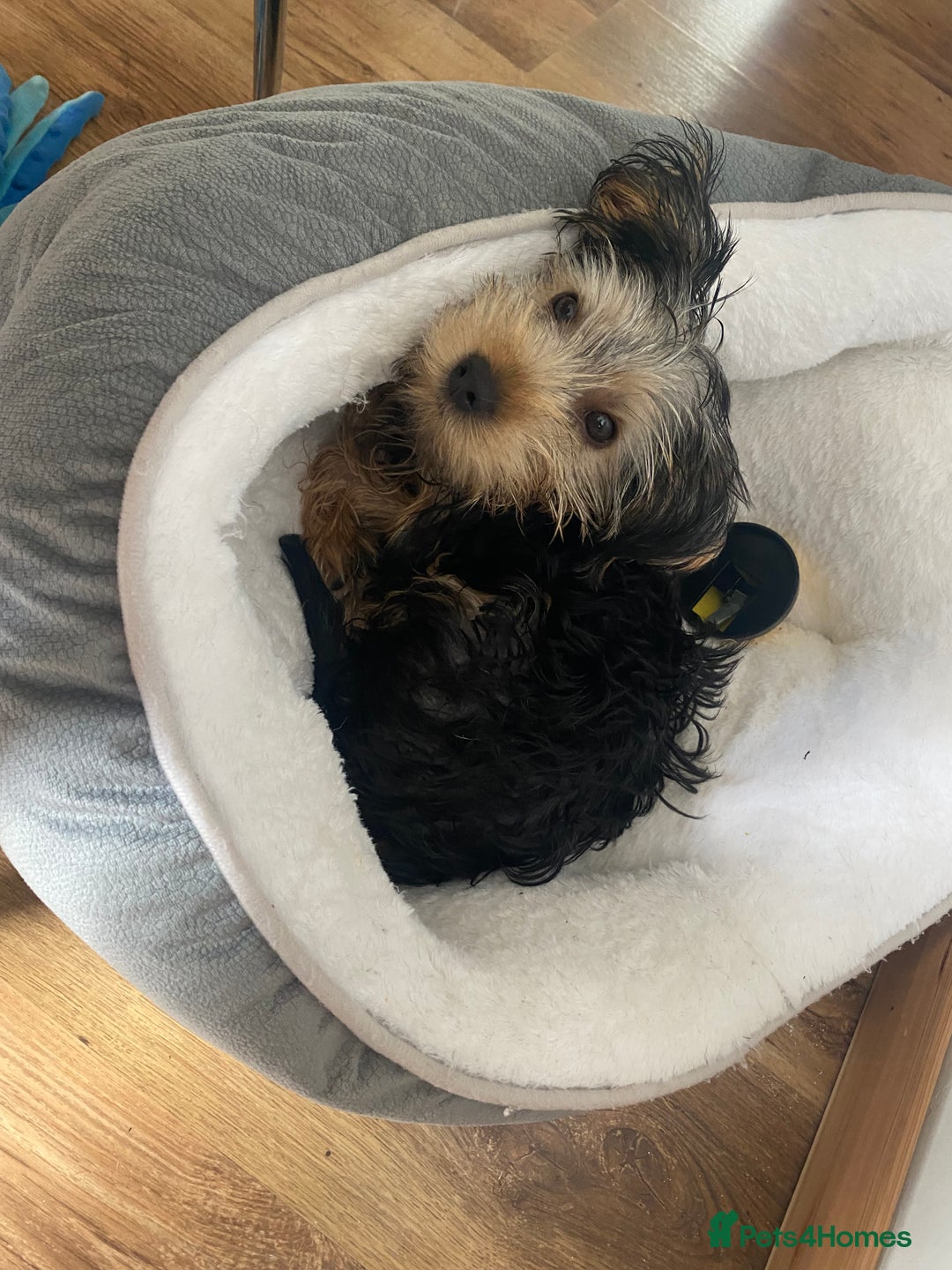 Yorkshire Terrier dogs for sale: Yorkshire Terrier puppy male - Image 1