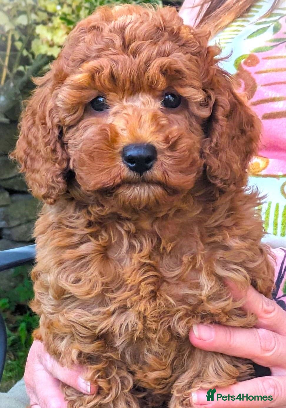 Cavapoo dogs The Best Quality Puppy, fully DNA tested Parents - Advert 1