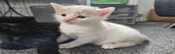Mixed Breed cats for sale: 4 beautiful kittens in Middlesbrough - Advert 14