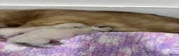 Ragdoll cats for sale: Beautiful GCCF Fluffy Ragdoll Kittens - Advert 16