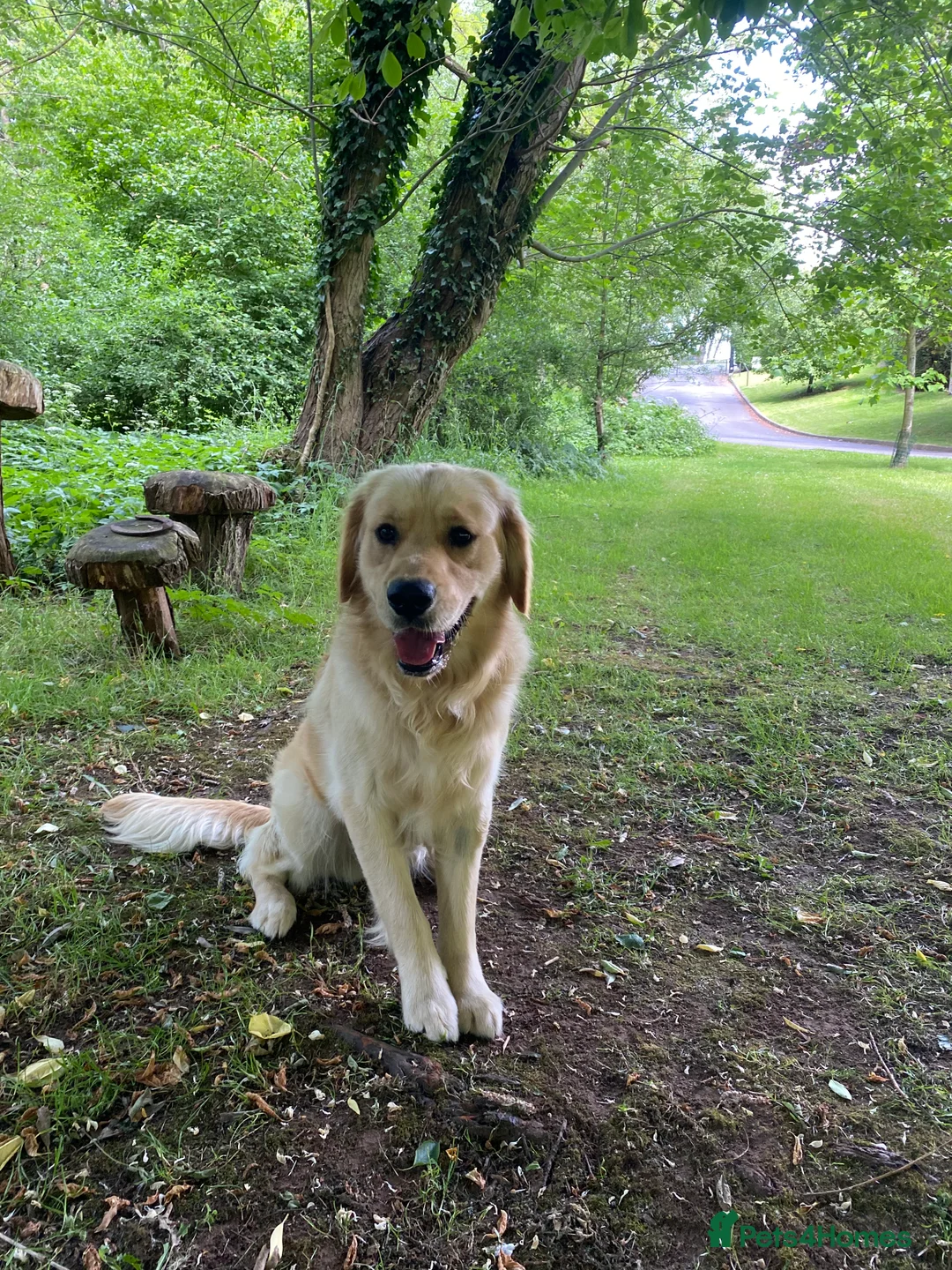 Golden Retriever dogs for sale: 💛🤍 5 Star ⭐️🐶 Golden Retriever Pups 🐶 🌟🤍💛 - Advert 4