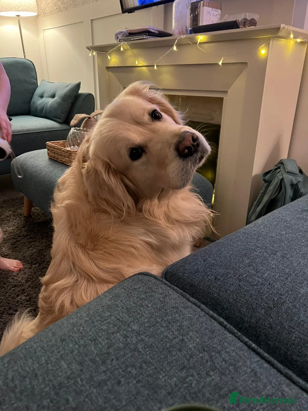 Golden Retriever dogs for stud: Arlo - Golden retriever available for stud - Advert 2
