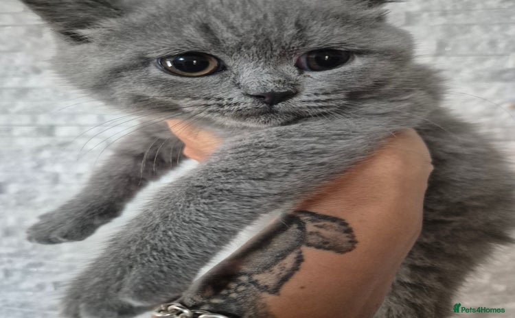 British Shorthair cats - Advert 4