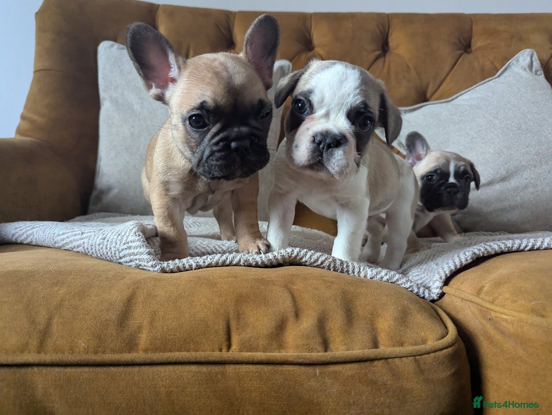 French Bulldog dogs for sale: REDUCED Adorable French Bulldog Puppies  - Image 14