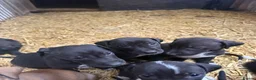 Lurcher dogs for sale: Strong litter of working lurcher pups  in Banbury - Advert 2