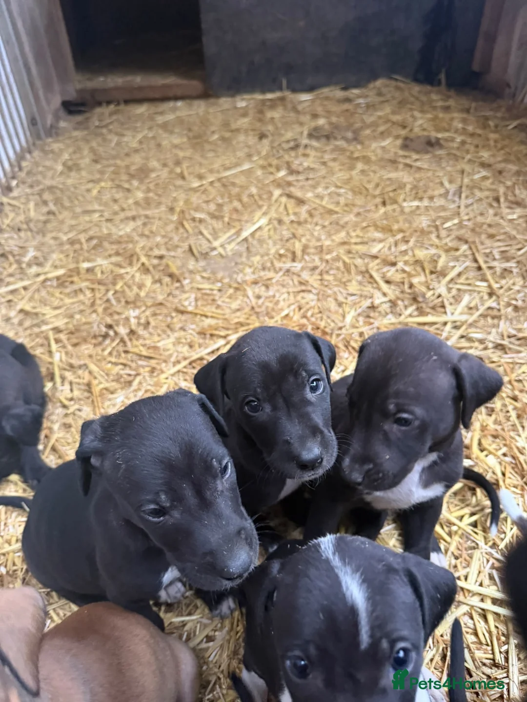 Lurcher dogs for sale: Strong litter of working lurcher pups  in Banbury - Advert 2