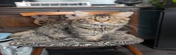 Maine Coon cats for sale: 4 x Maine coone x ragdoll kittens  - Advert 5